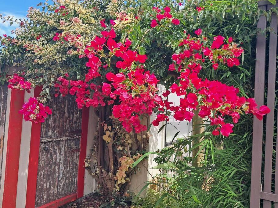 Secret Cottage Waitara エクステリア 写真